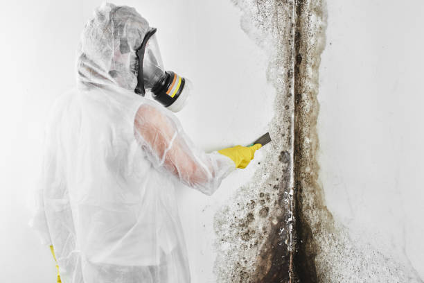 Best DIY Mold Remediation Support Services in Pearl River, MS
