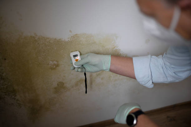 Best Mold Testing and Inspection Services in Pearl River, MS