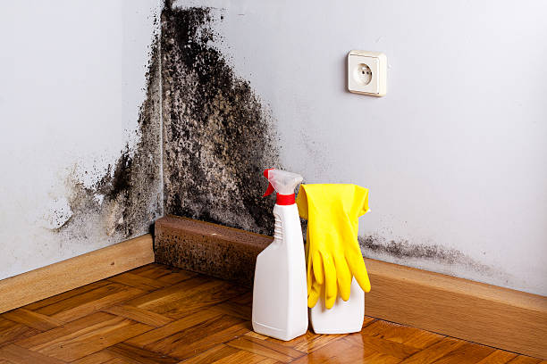 Best White Mold Remediation in Pearl River, MS